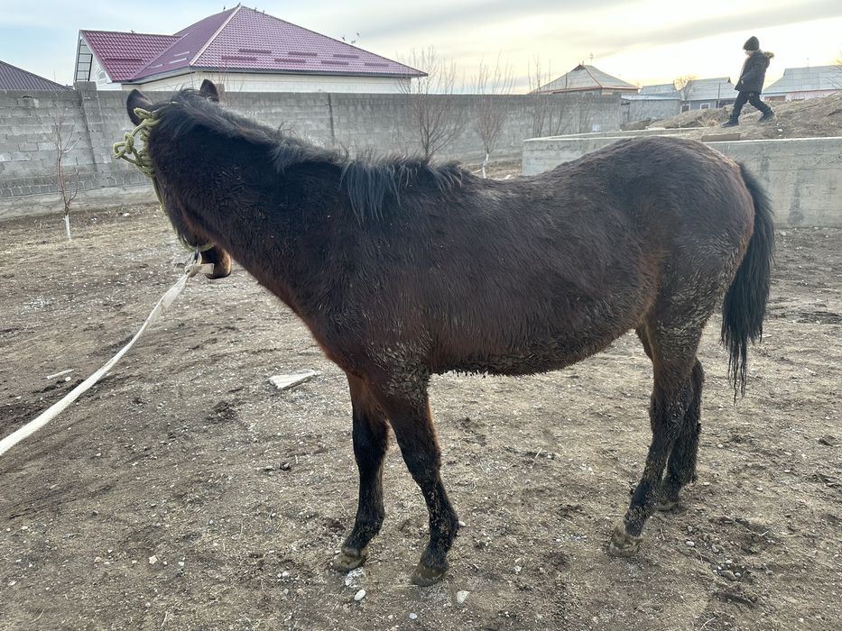 Жабагы 9 айлык Еркек