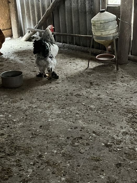 Vand sau schimb cocosi