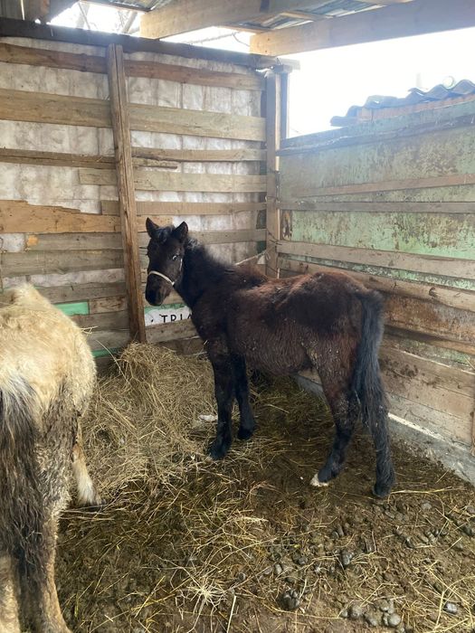 Срочно продам жеребца