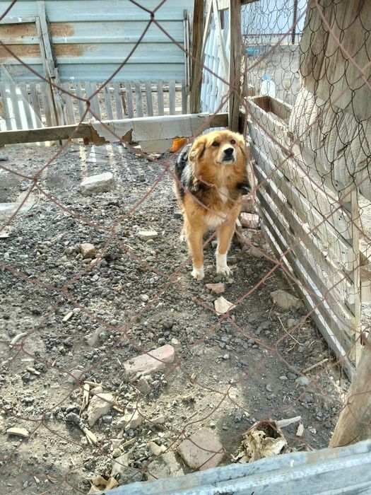 Собака домашний, хороши