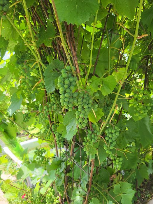 Продам дачу. (Энергостроитель)