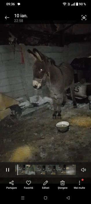 Vând măgar de 6 ani sta ântre oi merge la căruța mai multe detalii la