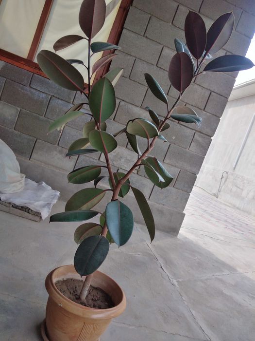 Домашний цветок ФИКУС