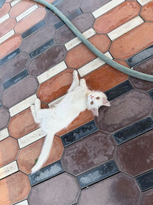 Котенок марғау.,