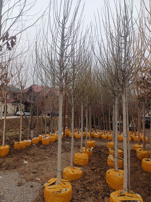 Evropa svati kustarnik kuchatla bor