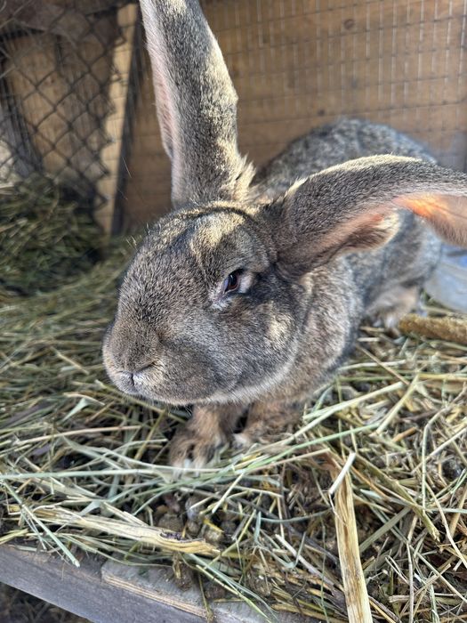 Поменяю кролов на куриц