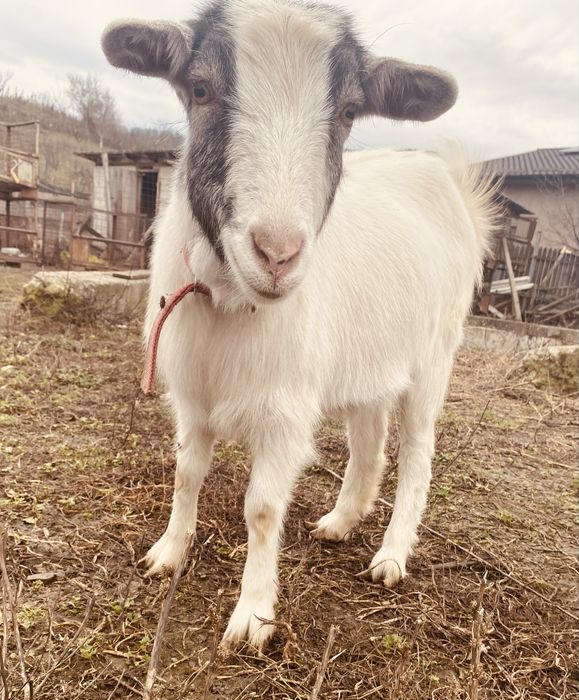 Iedute din capra saanen