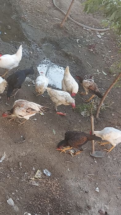 15 ta tavuq sotiladi