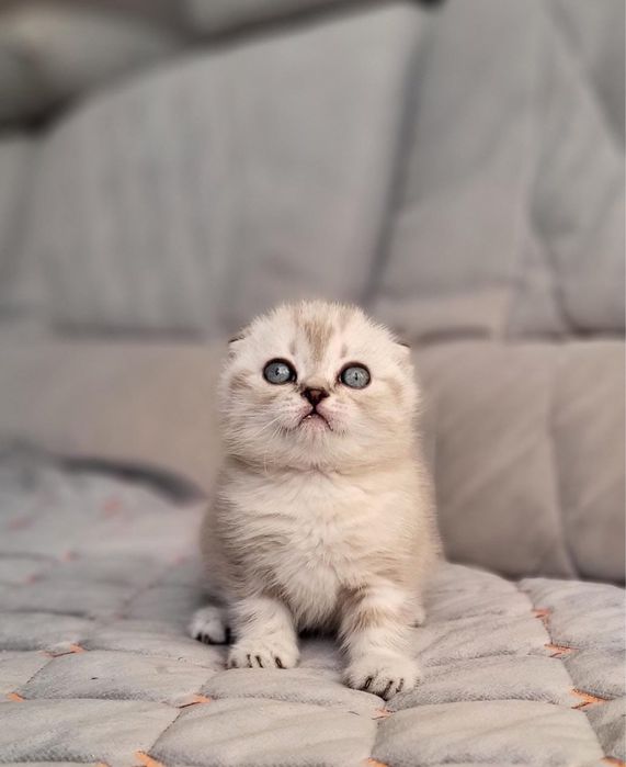 Великолепные малыши скоттиш фолд