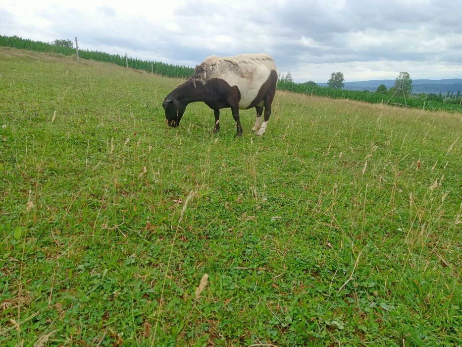 Vând oaie dorper cu două mieluțe