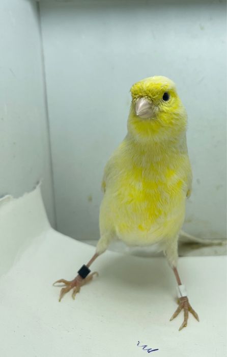 Kanareyka канарейка nar moda