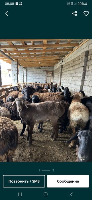 Қой бар соиып беру