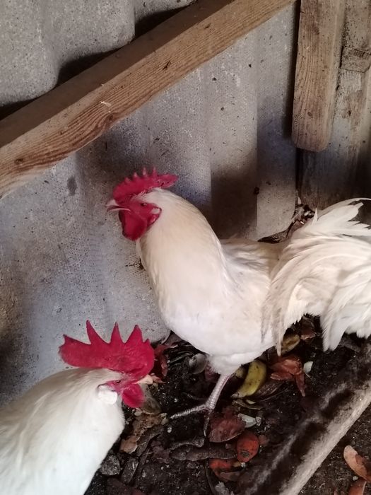 Қораздар сатылады