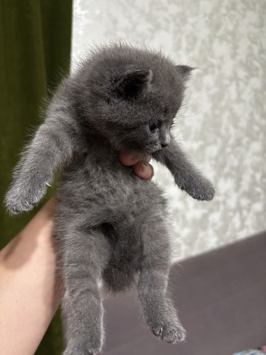 Котята 1мес 1 мальчик две девочки