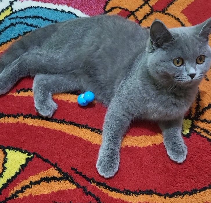 British shorthair