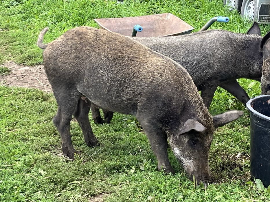 Berbecuti de tinut sau sacrificat