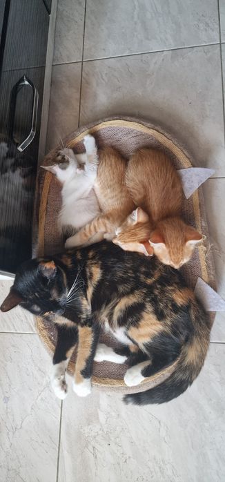 Подарявам котенца