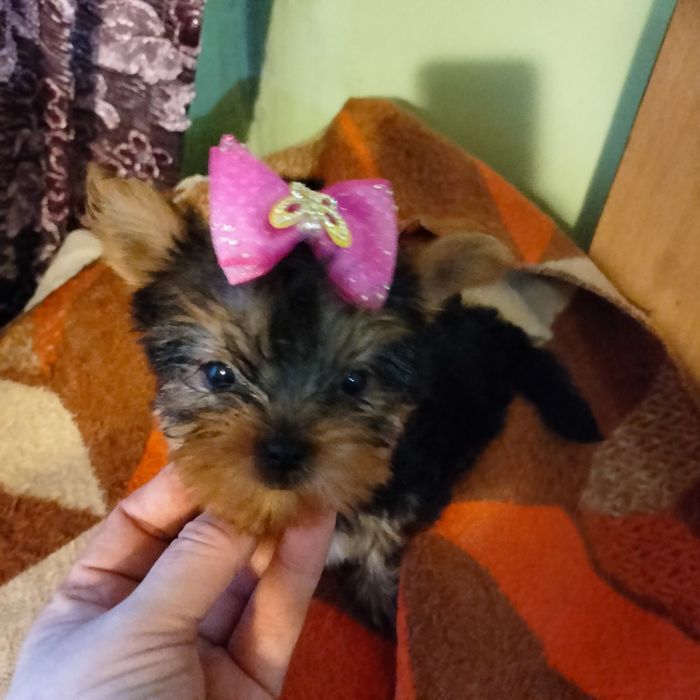 Продам щенков породы йоркширский терьер