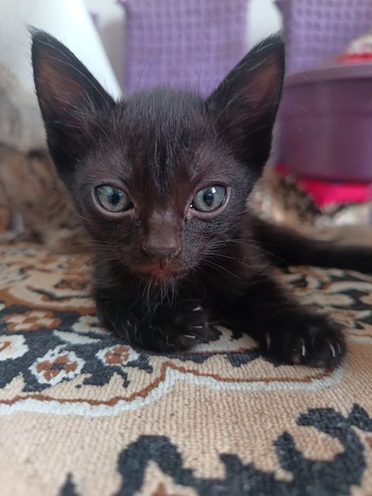Котята Кызлорда 4 котенка