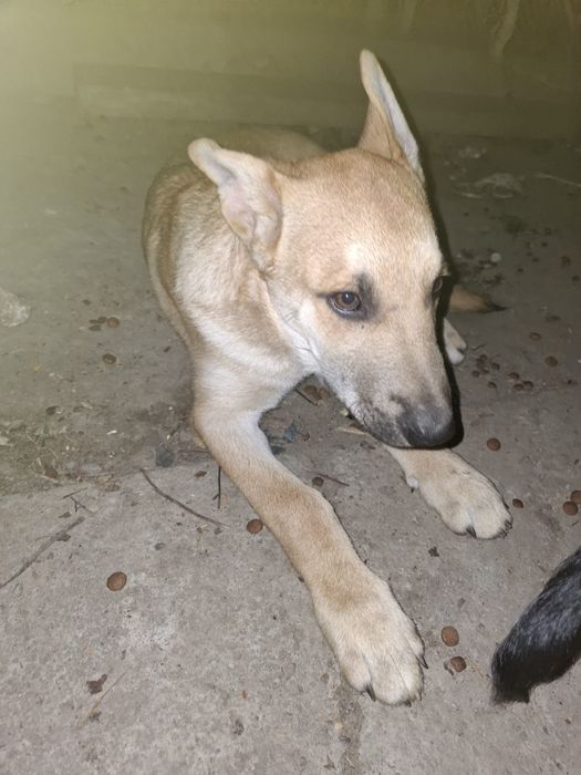 Căței metiși husky/malinois