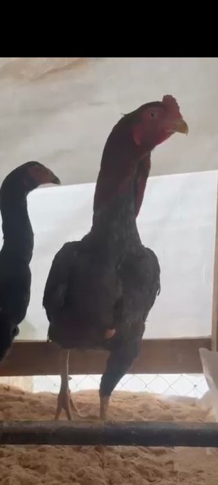 Дакан сатылады обмен бар