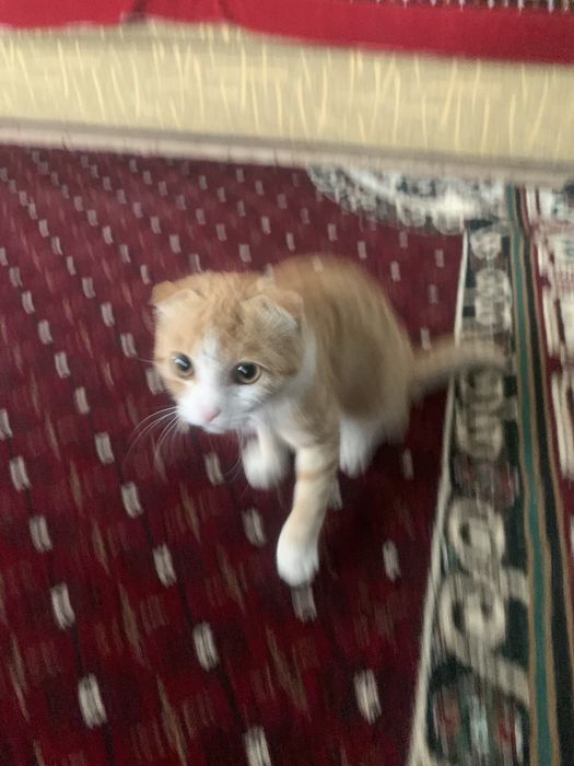 Шатланская порода