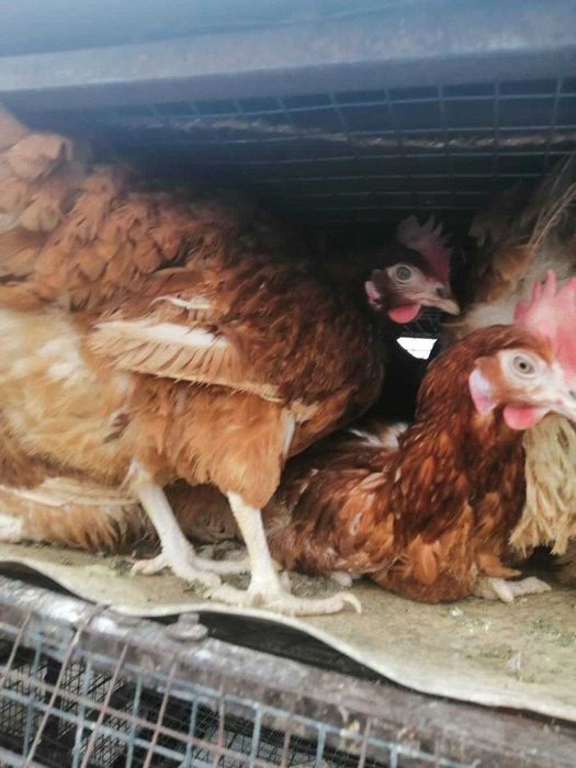 Куры несушки красные Ломан Браун