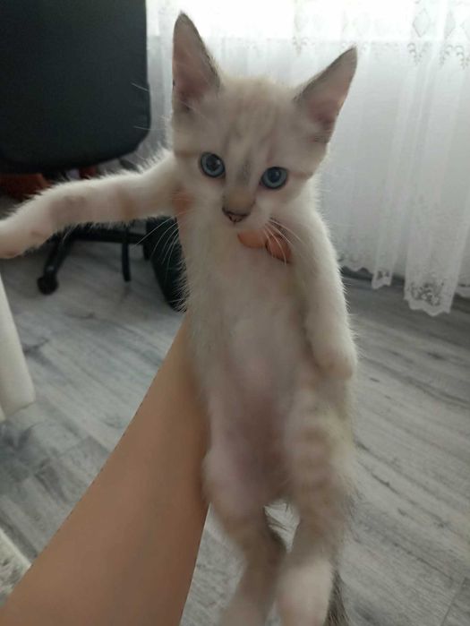 Dau spre adoptie pisoi