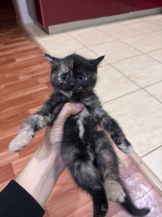 котята великолепные
