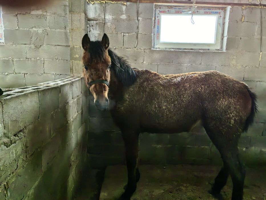 Кабыла, Байтал таза қан