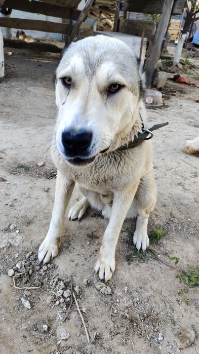 Қазақы Алабай Срочна