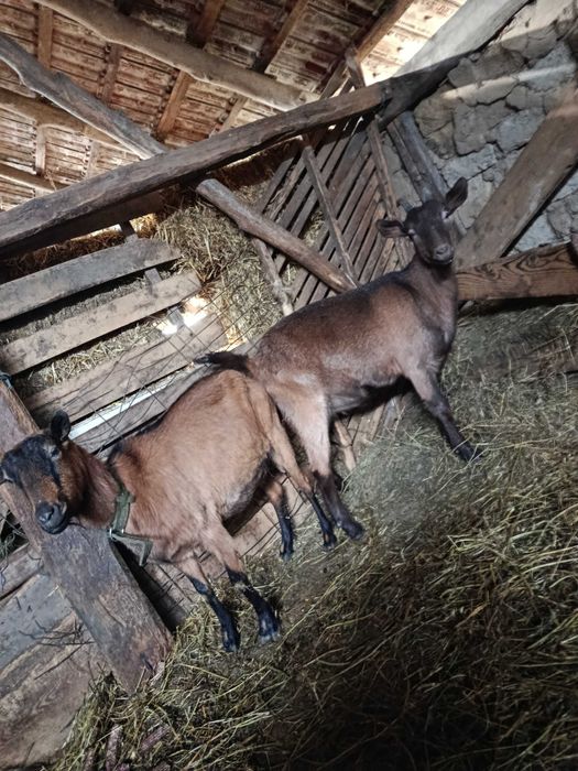 Alpina franceza gestante