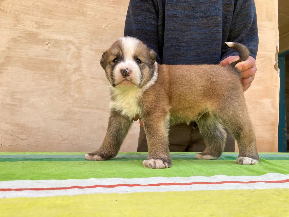 Щенок алабая ( Туркменский )