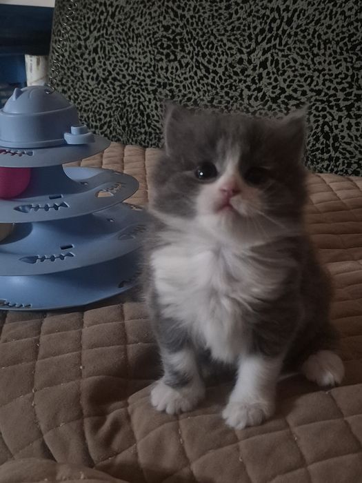 Шотландские длинношерстные