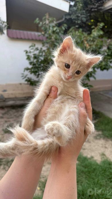 Бесплатно котята мушук