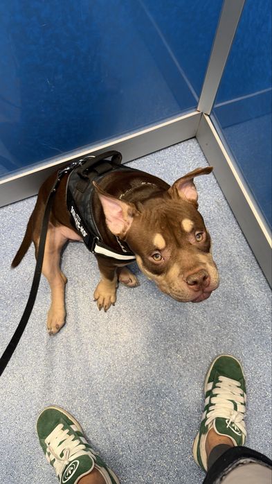 American Bully Pocket cu pedigree, 7 luni
