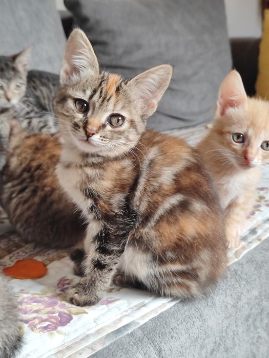 Котят отдам в добрые руки
