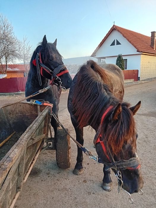 Vand manji de 1 an si 8 luni