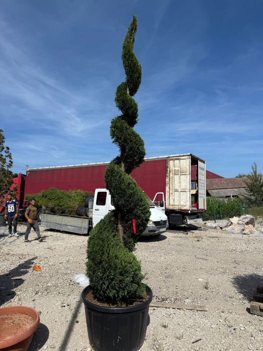 Maslin bonsai leylandii evunimus mesteacan tei platan photinia