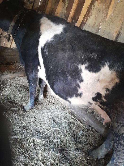 Vacà vacà gestantà, vaca are 7 ani ,mai multe detali la telefon  07538