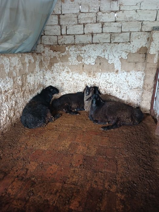 Продается кучкар