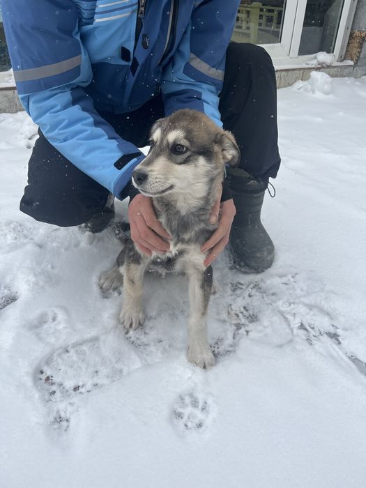 Отдам щенка в хорошие руки