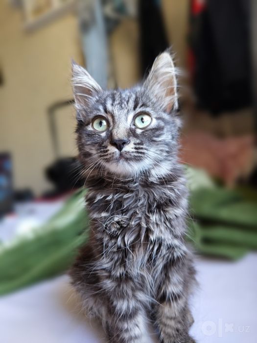 Котенок бесплатно в добрые руки