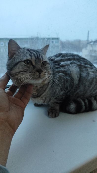 Отдам шотландская кошка