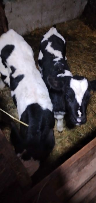 3 taurasi si o vitica angus se dau si la bucata