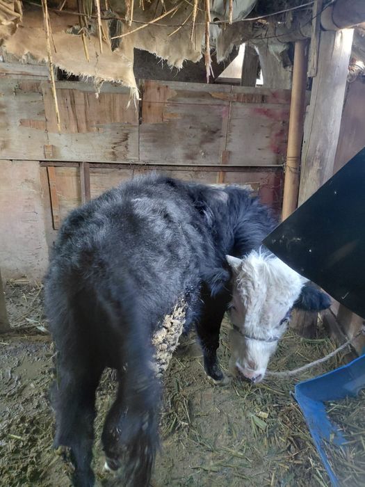 Бузаулы сиыр сатылады