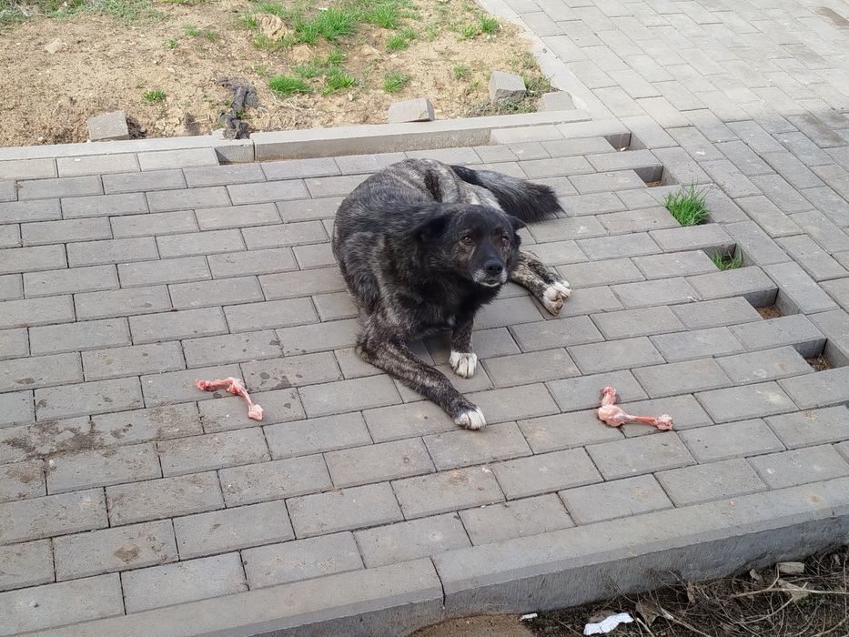 Щенки бесплатно!!!