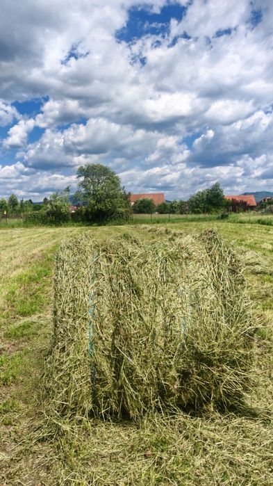Vand baloți de lucernă cu fân