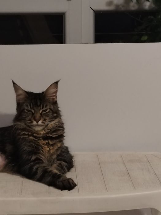 Мейн Кун, женско чистокръвно коте