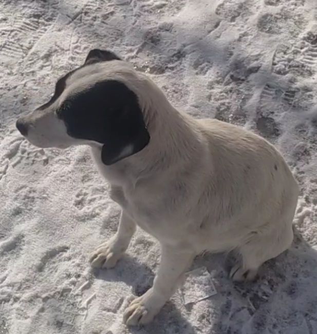 Стерилизованная девочка